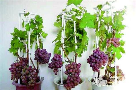 如果想死怎麼辦 葡萄盆栽种植